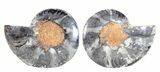 Split Black/Orange Ammonite Pair - Unusual Coloration #55609-1